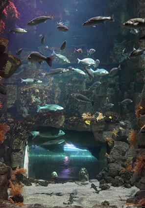 Tunnel à poissons à l'aquarium de La Rochelle