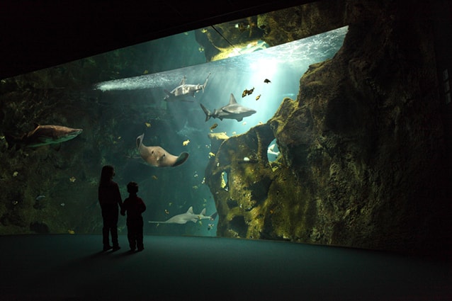 espace requins à l'aquarium de La Rochelle